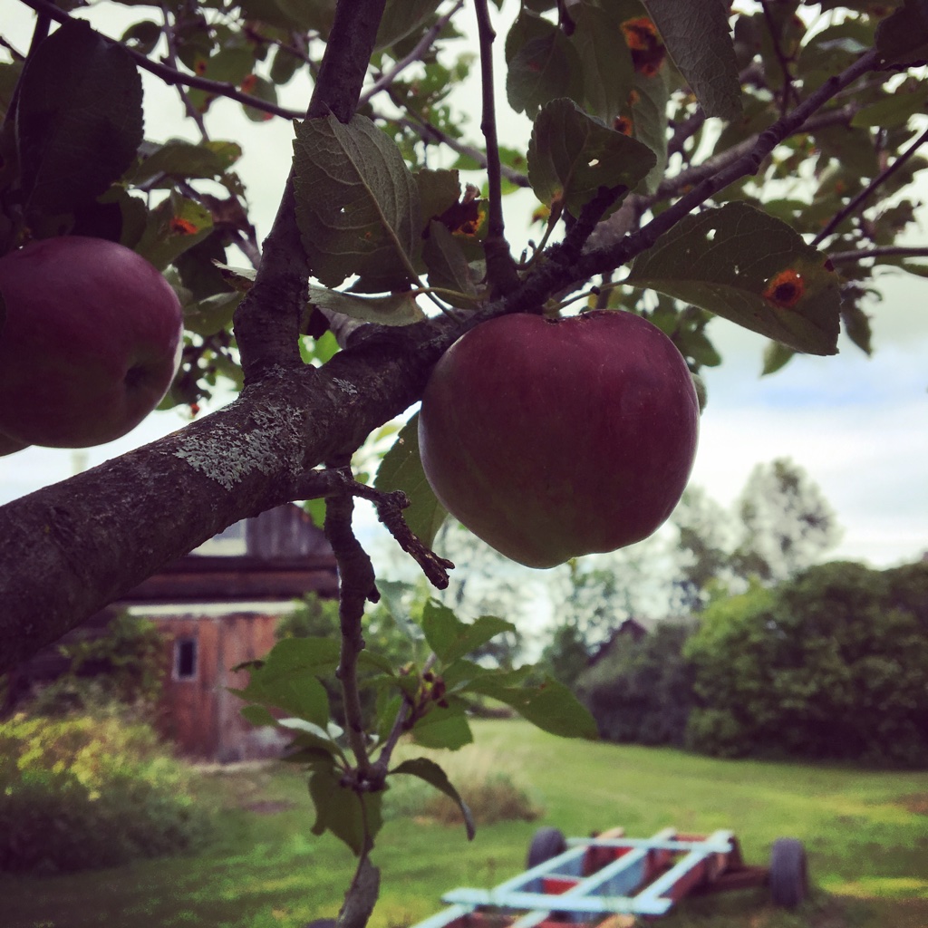 Farmgate Close up apple